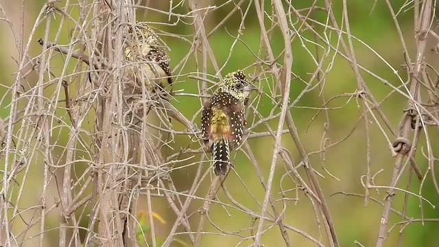 D'Arnaud's Barbet (Usambiro) - ML464511561