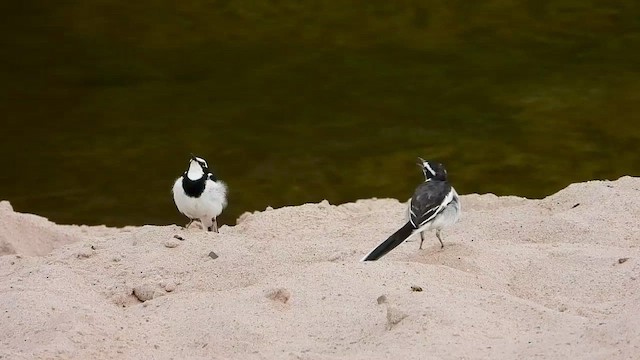 African Pied Wagtail - ML464511711