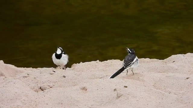 African Pied Wagtail - ML464511711