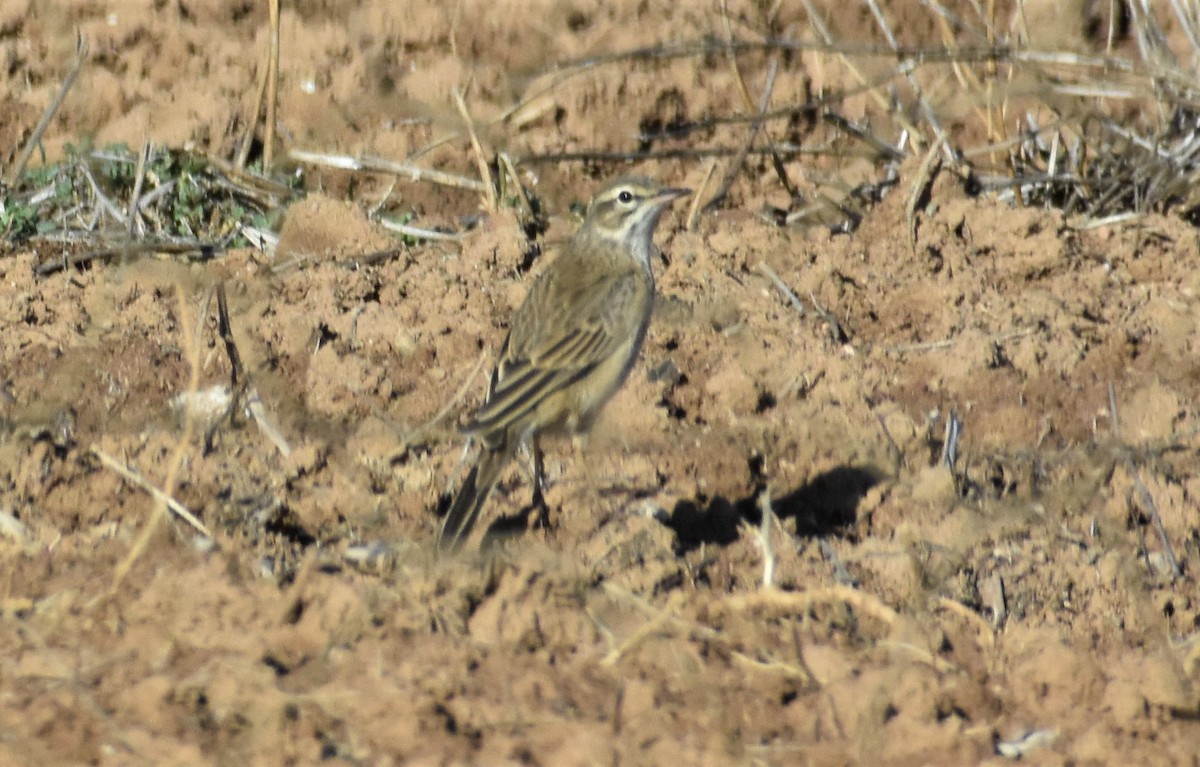 פפיון הרים (סאהל) - ML464511931