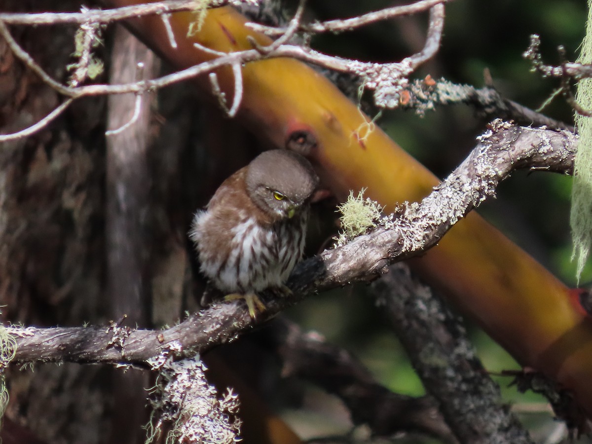 Northern Pygmy-Owl - ML464512461