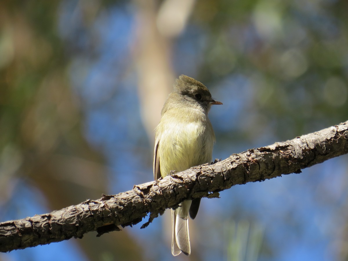 Hammond's Flycatcher - ML46451261