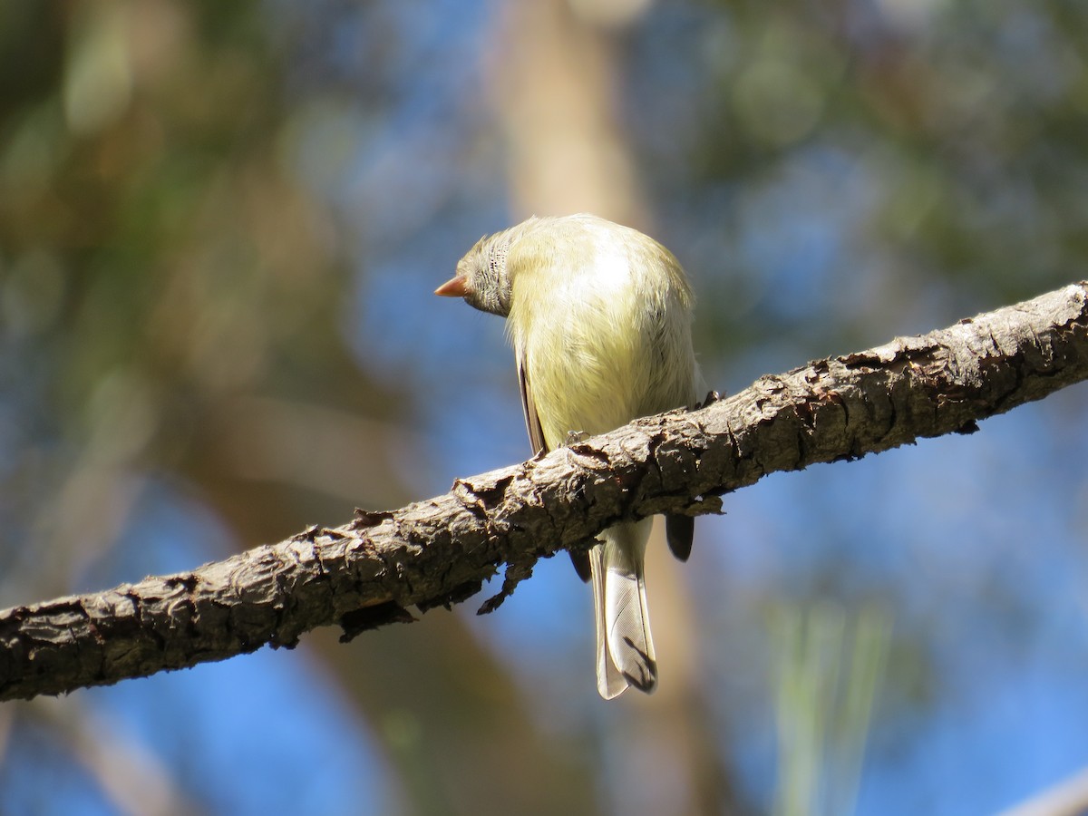 Hammond's Flycatcher - ML46451271