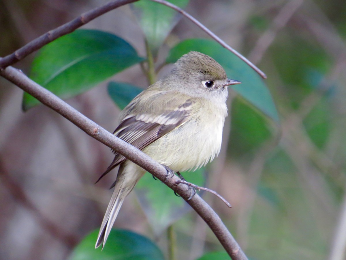 Hammond's Flycatcher - ML46451331