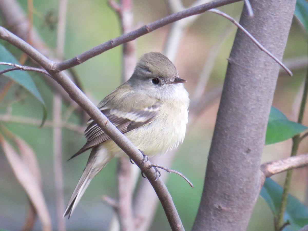 Hammond's Flycatcher - ML46451361