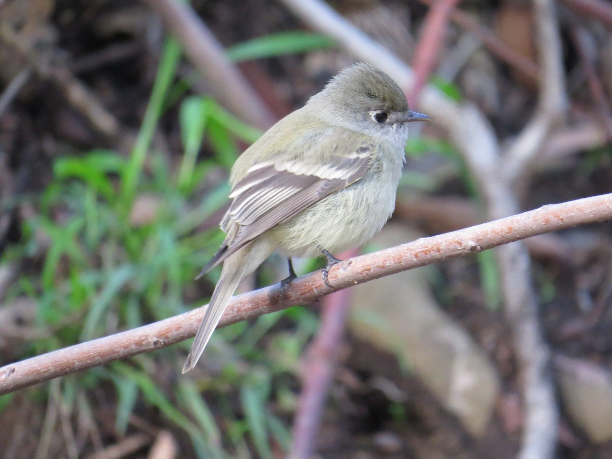 Hammond's Flycatcher - ML46451421