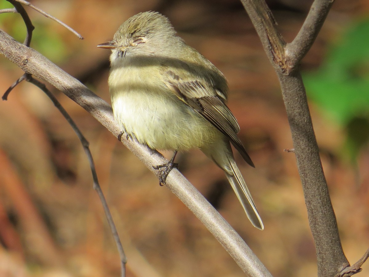 Hammond's Flycatcher - ML46451451