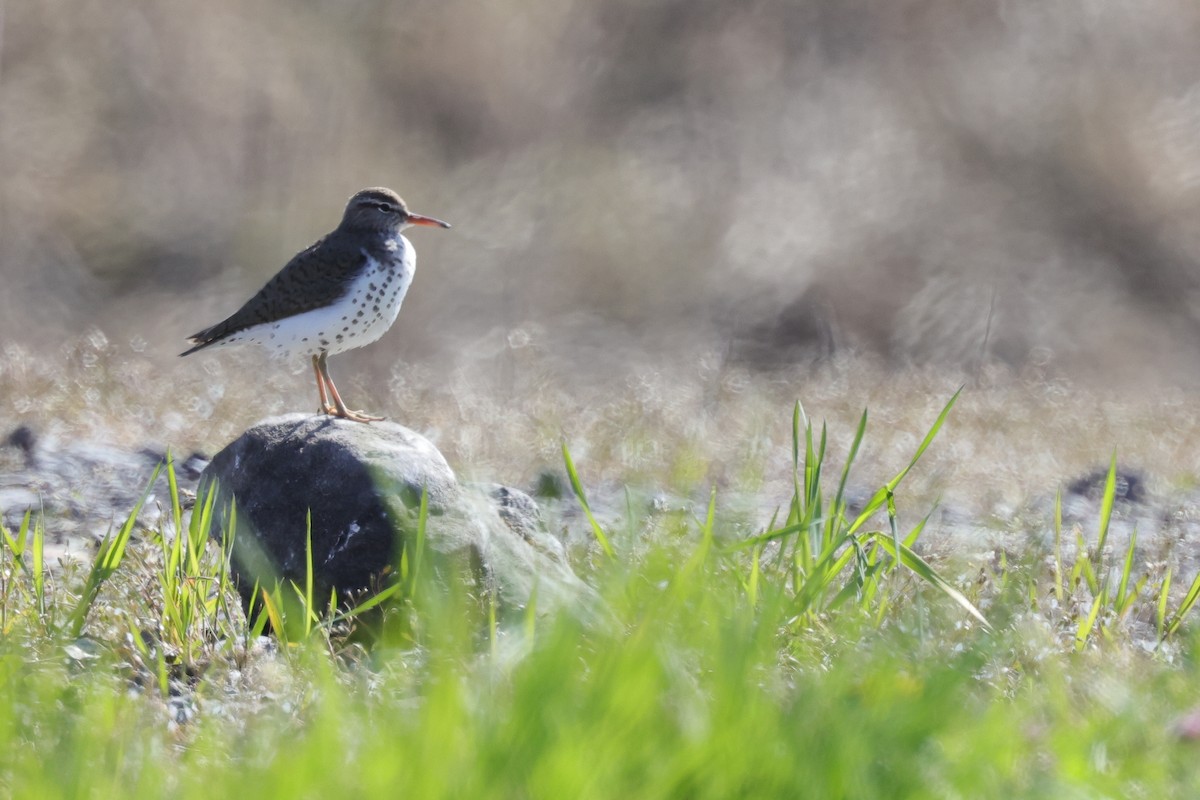 Spotted Sandpiper - ML464515401