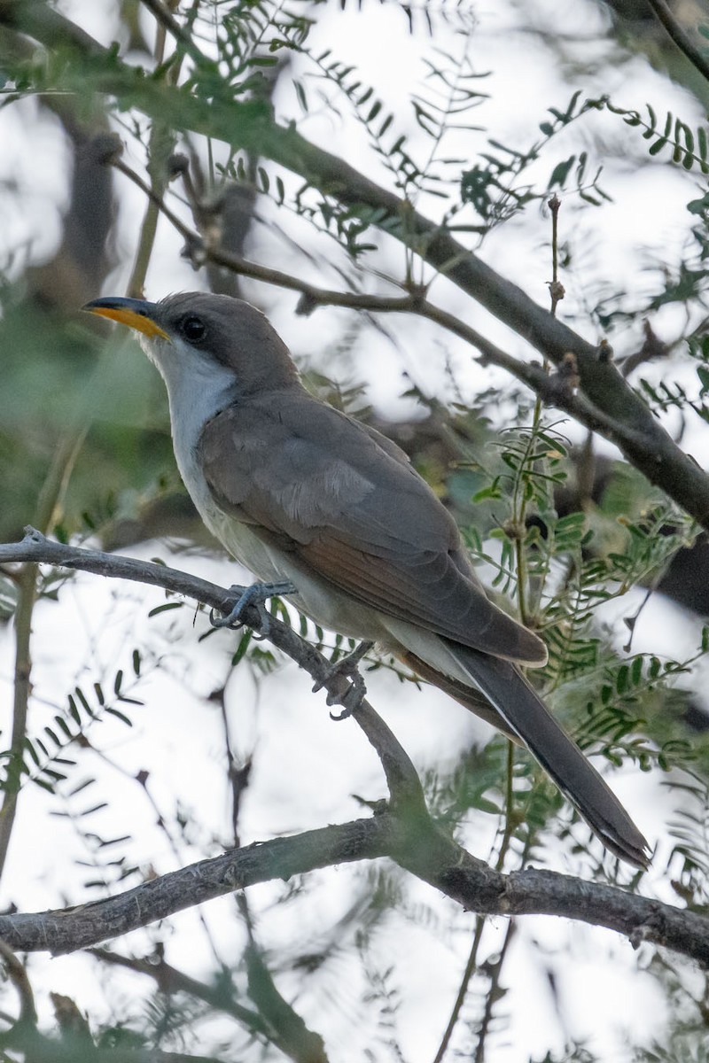 Yellow-billed Cuckoo - ML464516131