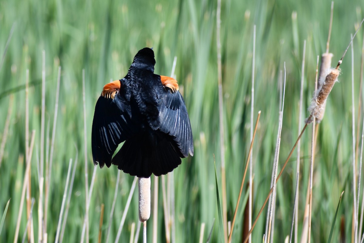 Red-winged Blackbird - ML464516311