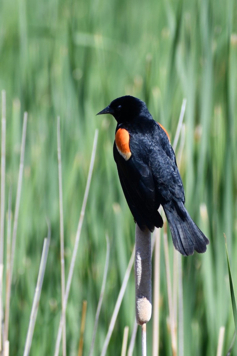 Red-winged Blackbird - ML464516321
