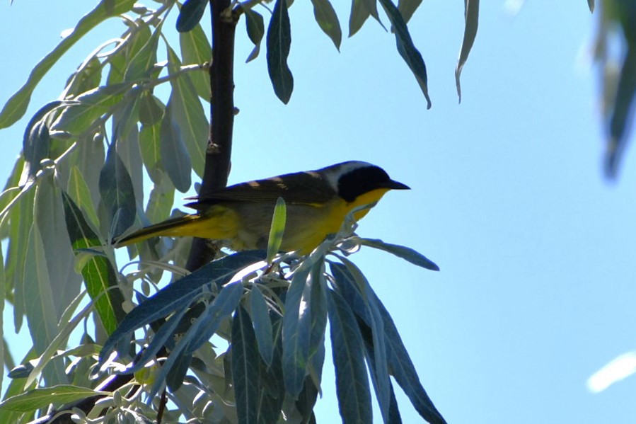 Common Yellowthroat - ML464516561