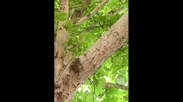 Eurasian Treecreeper - ML464518271