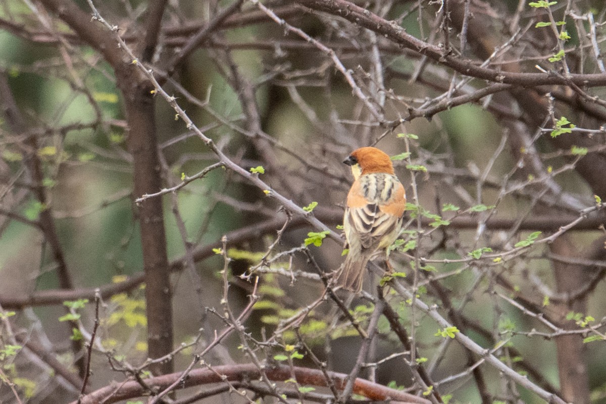 Somali Sparrow - Peter  Steward