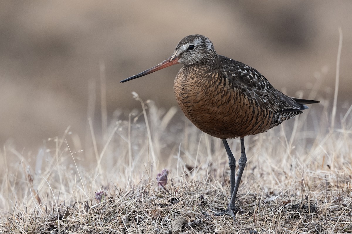 Hudsonian Godwit - Stephen Davies