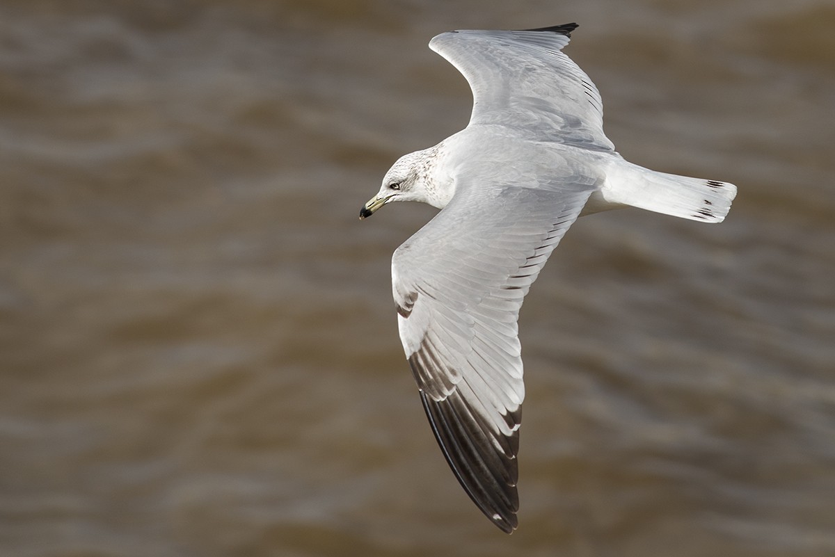 Ring-billed Gull - ML46452041