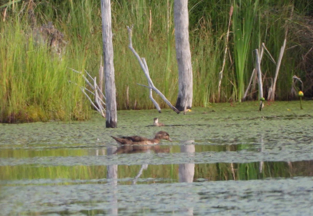 Wood Duck - ML464521331