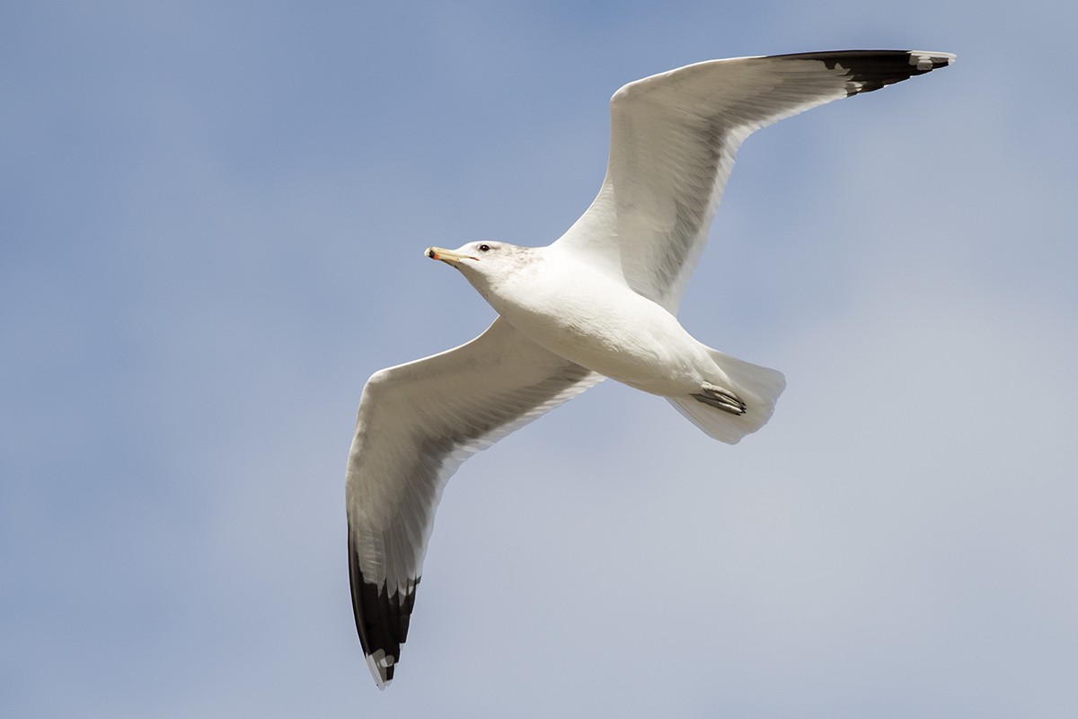 California Gull - Bernardo Alps