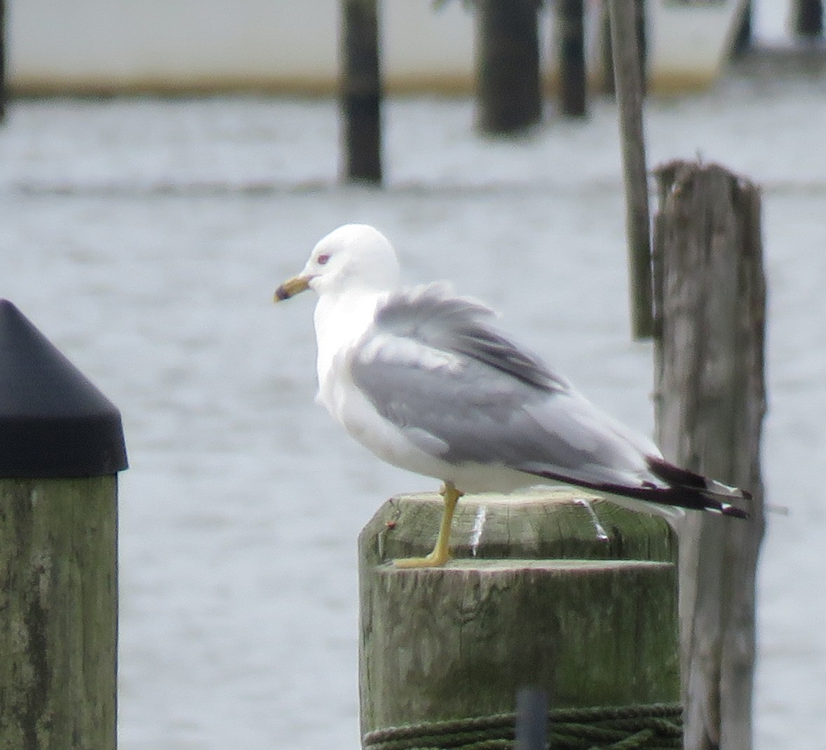 Ring-billed Gull - ML464521931