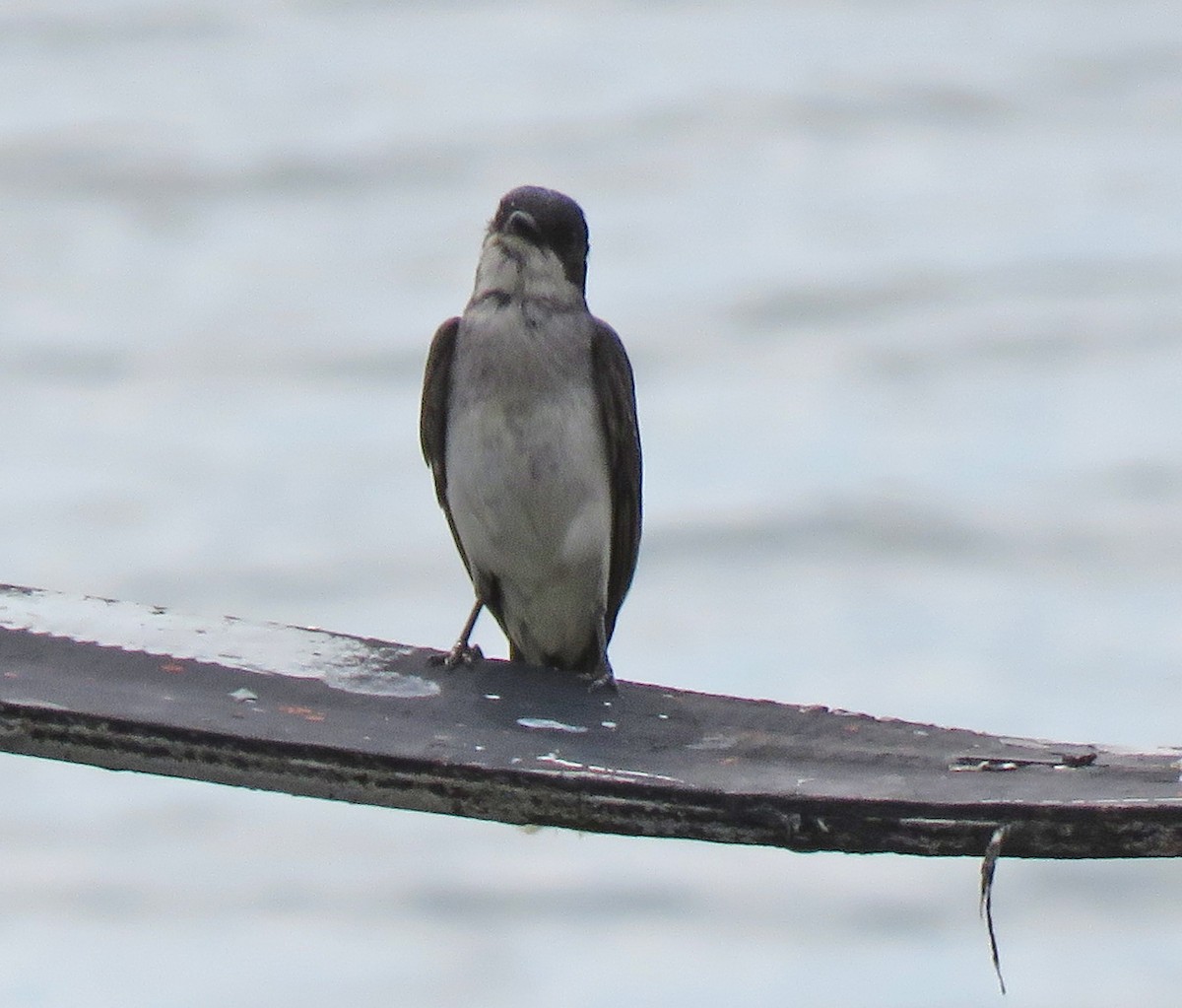 Eastern Kingbird - ML464522021