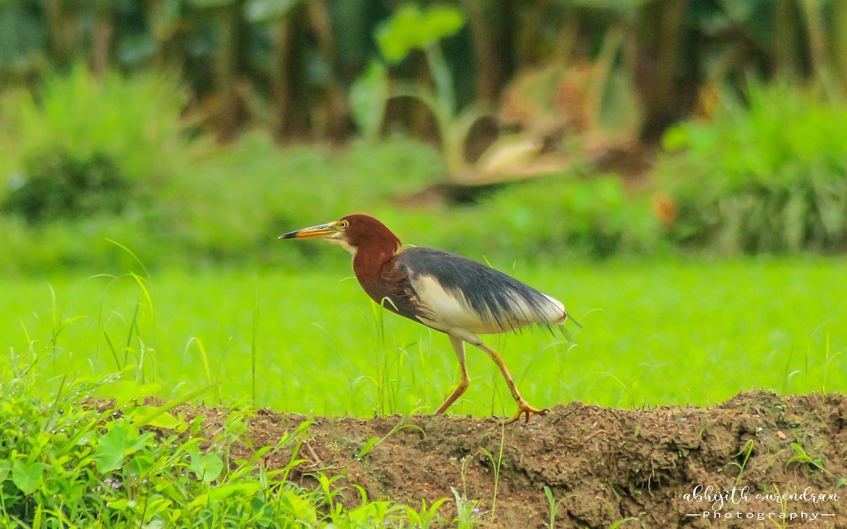 Chinese Pond-Heron - Abhijith surendran