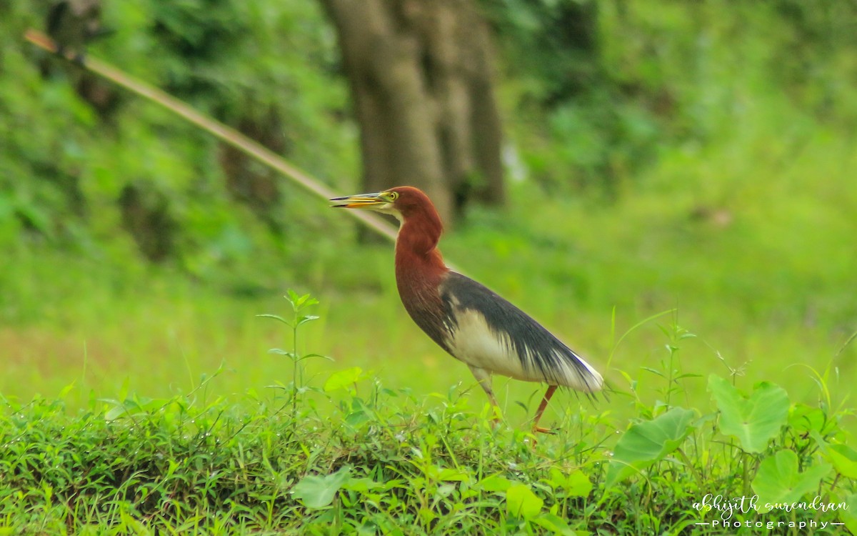 Chinese Pond-Heron - ML464522421