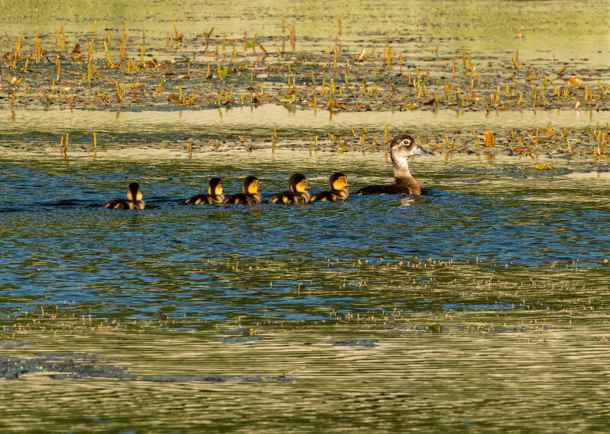 Ring-necked Duck - ML464522721