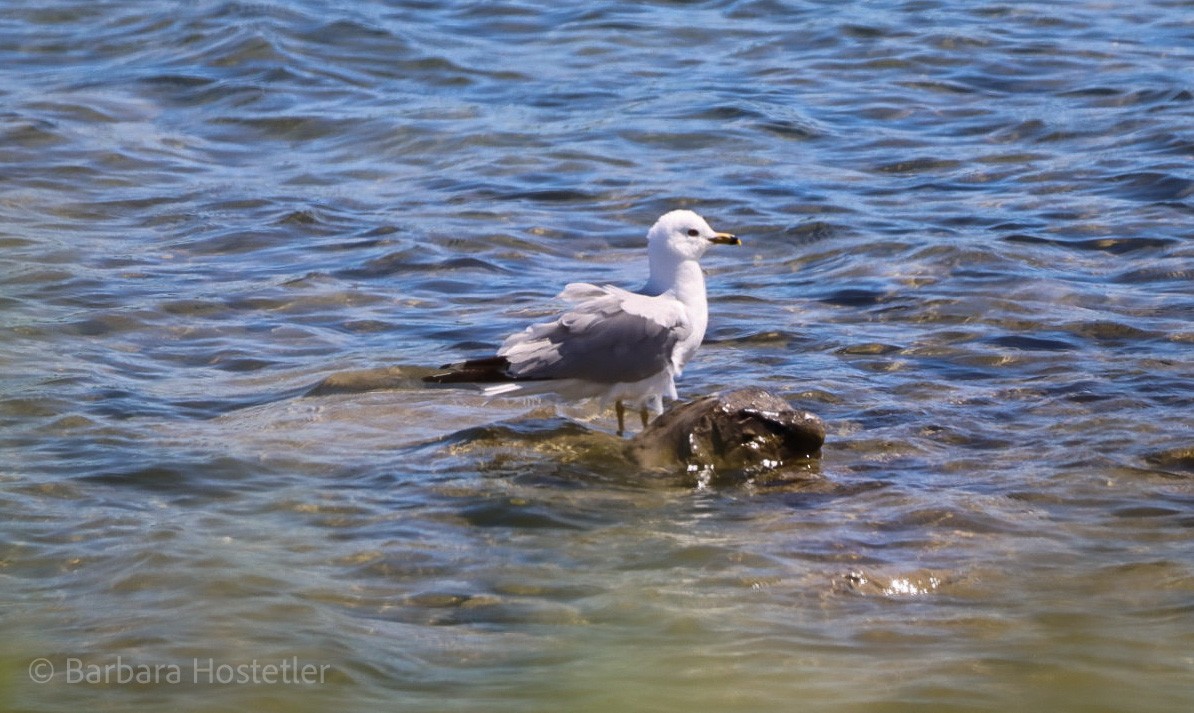 Ring-billed Gull - Barbara Hostetler