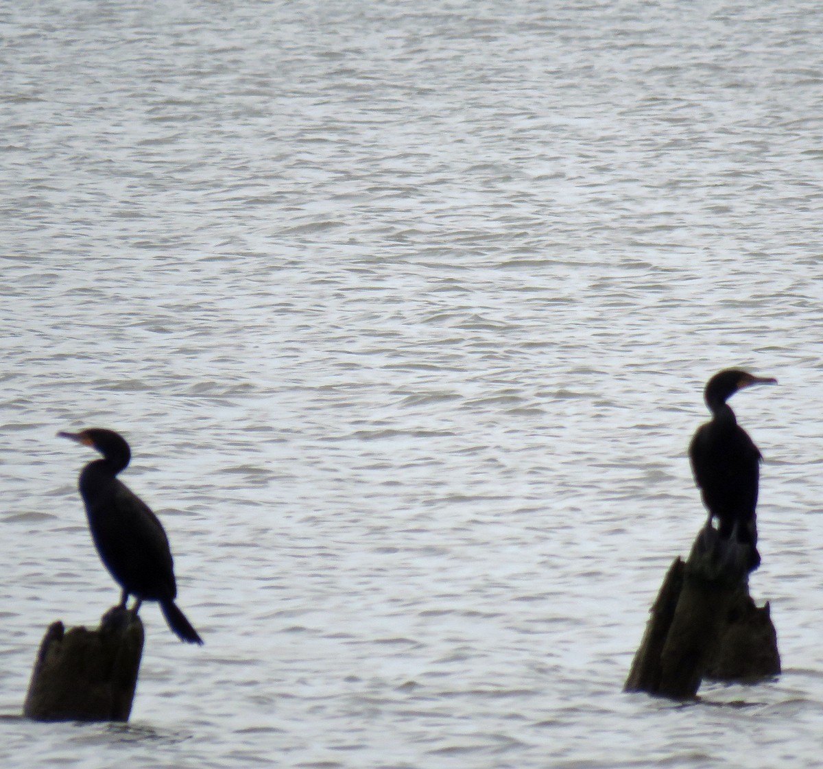 Double-crested Cormorant - ML464524271