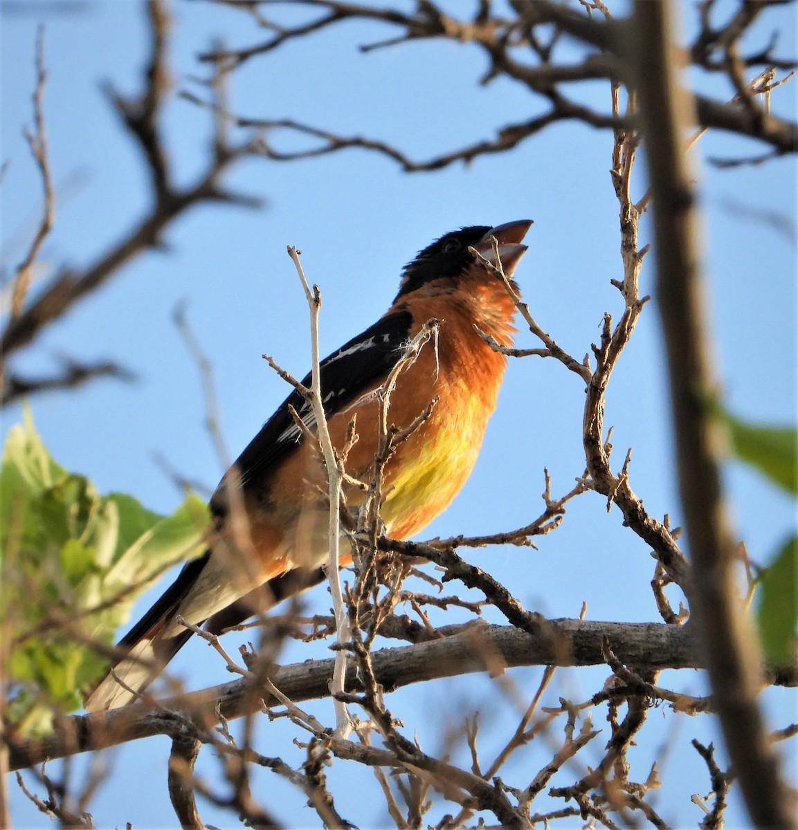 Black-headed Grosbeak - ML464524331