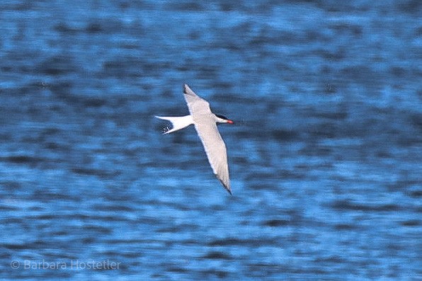 Common Tern - Barbara Hostetler