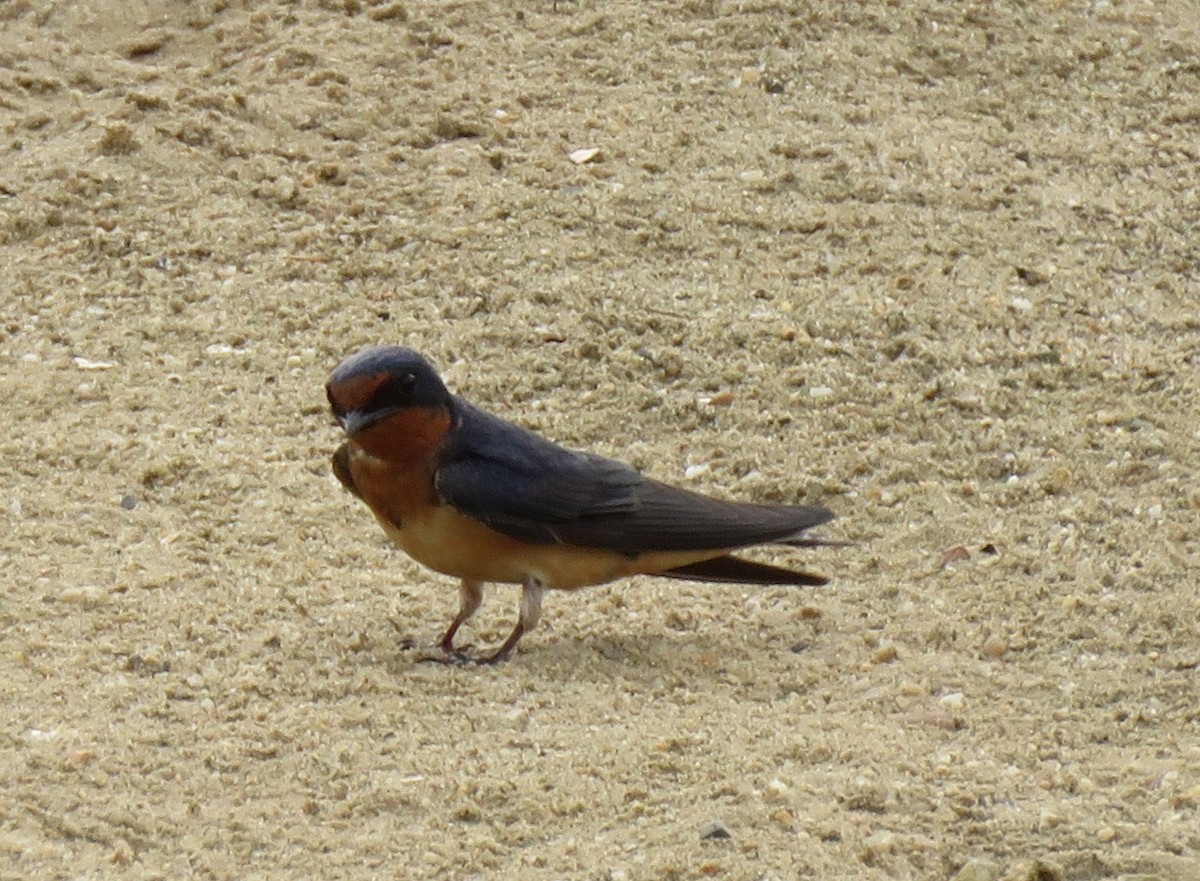 Barn Swallow - ML464524451