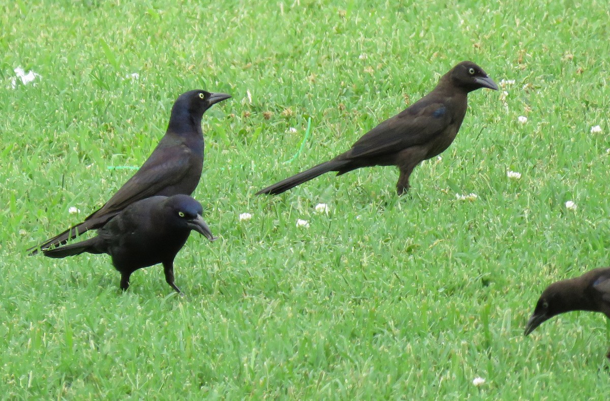 Common Grackle - ML464524561