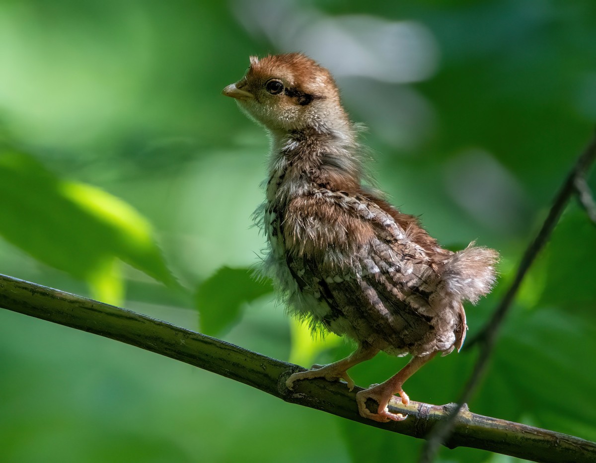 Ruffed Grouse - ML464524611