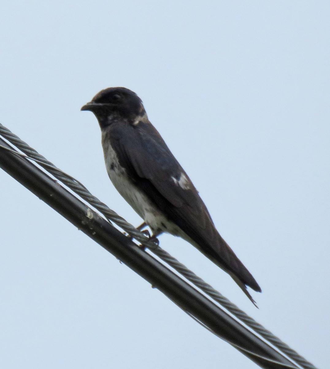 Purple Martin - ML464524771