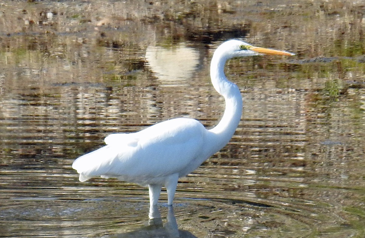 Great Egret - ML46452501
