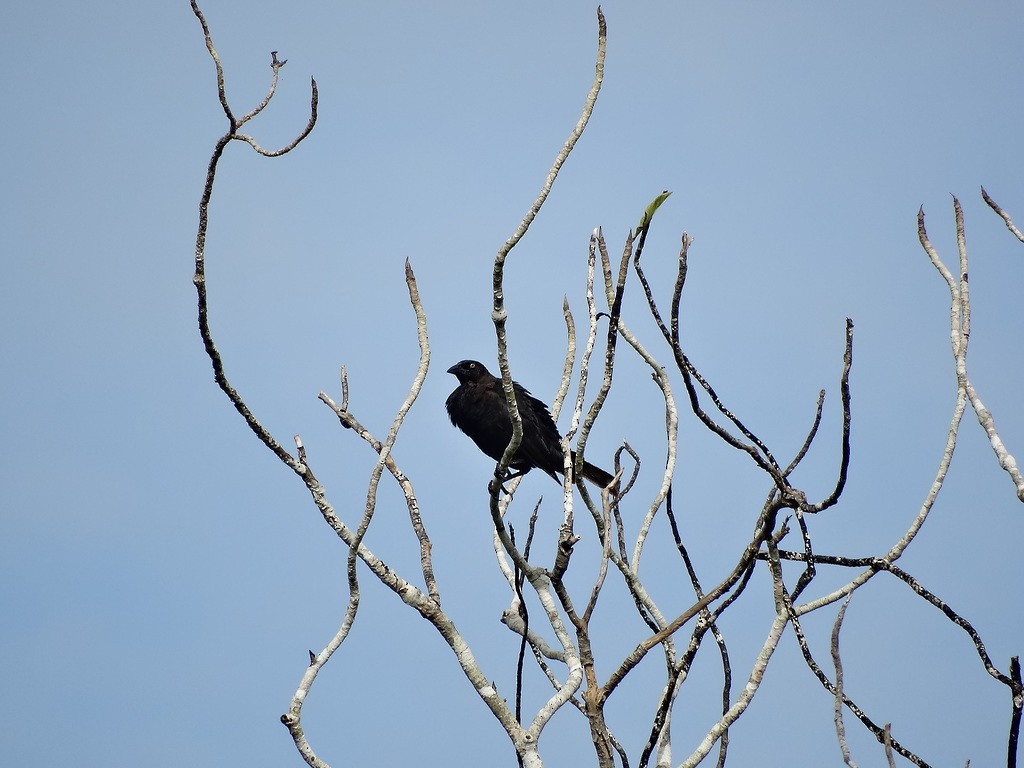 Giant Cowbird - ML46452601