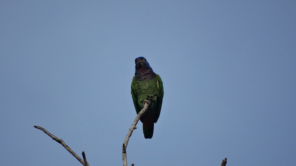 Blue-headed Parrot - ML46452641