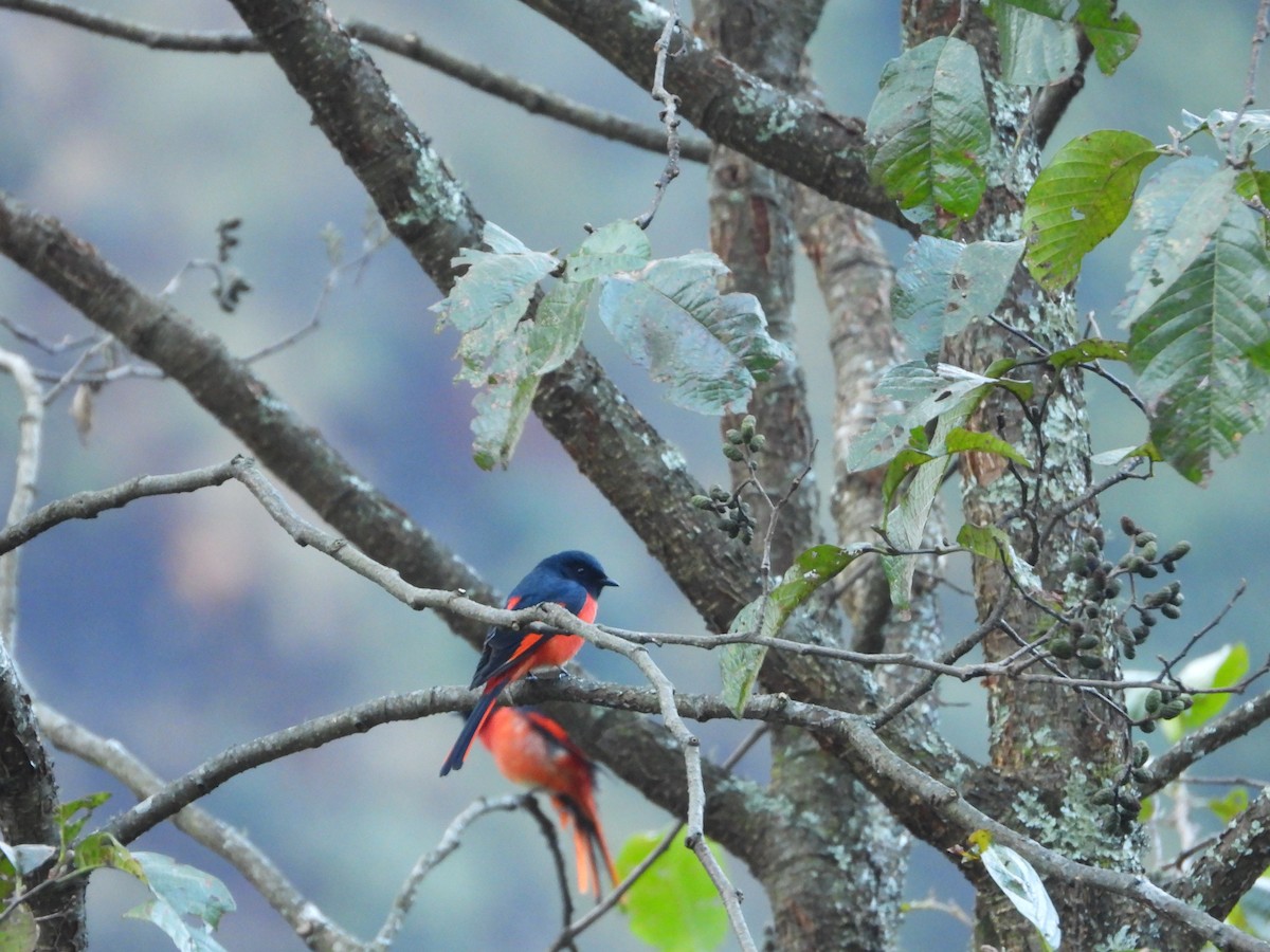 Long-tailed Minivet - ML464526701