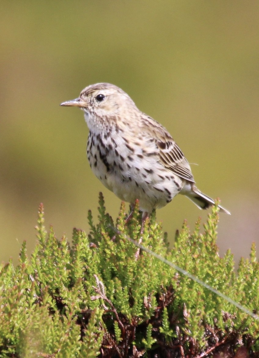 Pipit farlouse - ML464526801