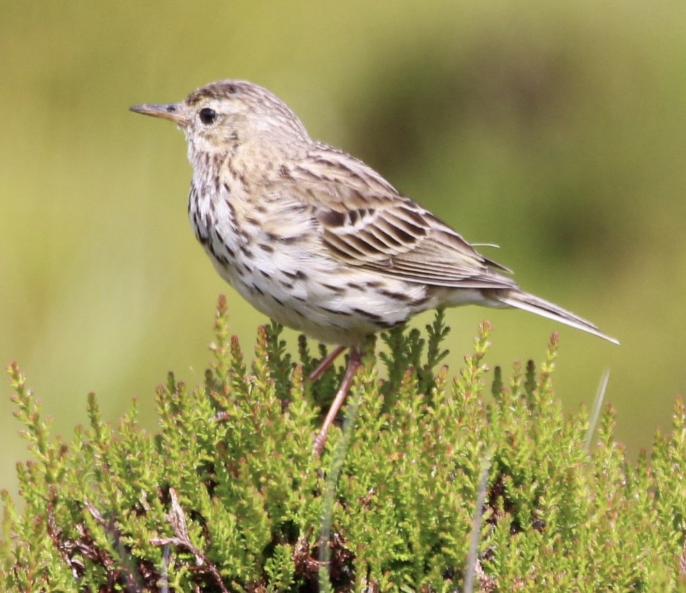 Pipit farlouse - ML464526811