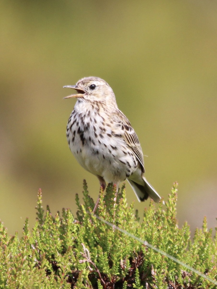 Pipit farlouse - ML464526831