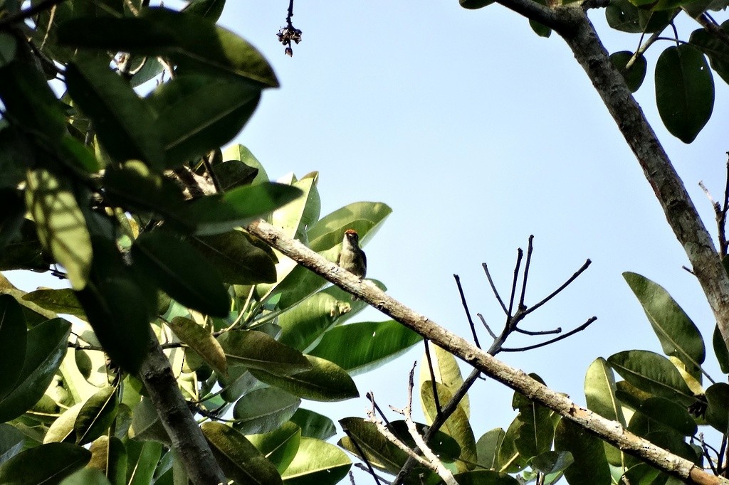 Fine-barred Piculet - ML46452731