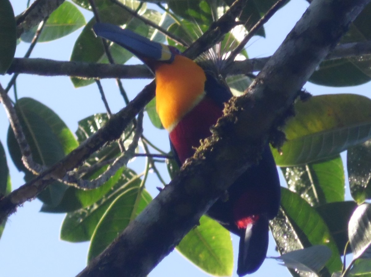 Channel-billed Toucan - ML464527691