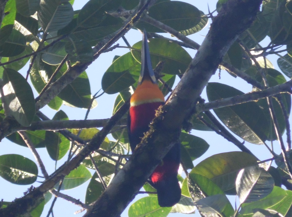 Channel-billed Toucan - ML464527701