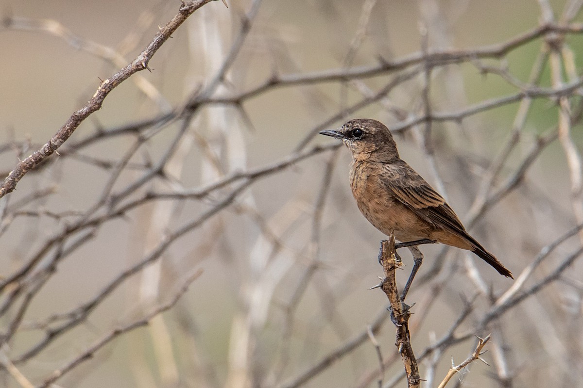 Heuglin's Wheatear - ML464529451