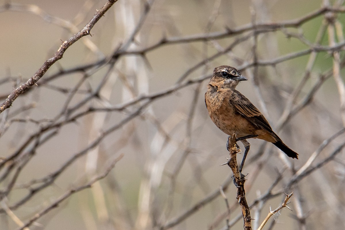 Heuglin's Wheatear - ML464529461