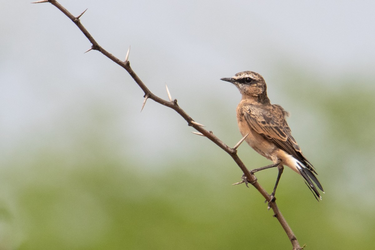 Heuglin's Wheatear - Peter  Steward