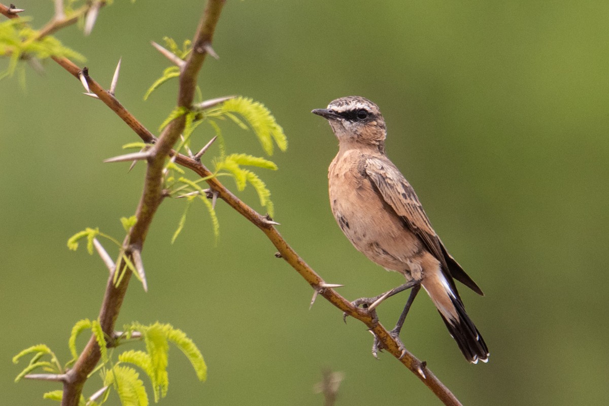 Heuglin's Wheatear - ML464530521