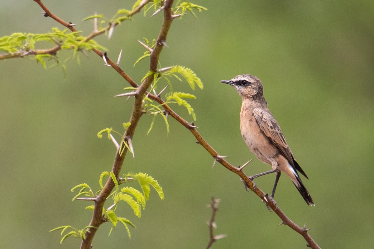 Heuglin's Wheatear - ML464530531